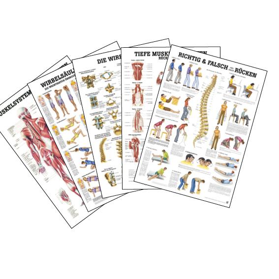Anatomie des Muskelsystems mit Muskelgruppen und Funktionen.