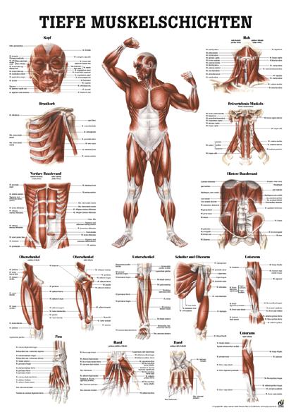 Anatomische Lehrtafel, Größe 50 x 70 cm , Tiefe Muskelschichten (Frontansicht)